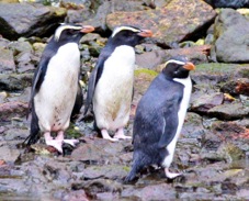 Fiordland Crested Penguin 0691