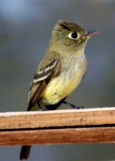 Pacific-slope Flycatcher 4694