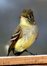 Pacific-slope Flycatcher 4695