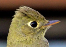 Pacific-slope Flycatcher 4697