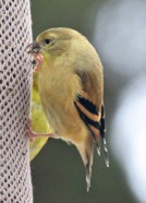 American Goldfinch female 0845