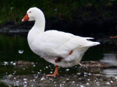 Snow Goose 1441