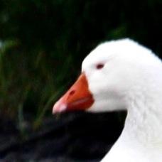 Snow Goose 1442