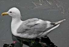 Glaucous-winged Gull Breeding 7646