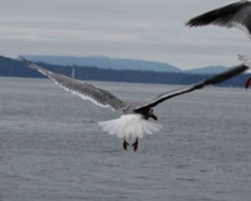 Glaucous-winged Gull Breeding 7690