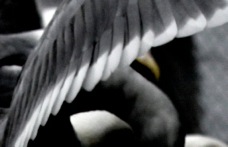 Glaucous-winged Gull Breeding 7720