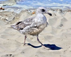Western Gull juvenile 9450