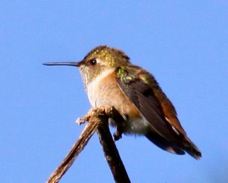 Allen's Hummigbird 2435