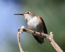 Allen's Hummingbird 2382