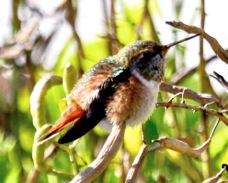 Allen's Hummingbird 2400