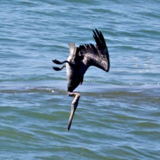 Brown Pelican feeding 2541