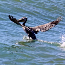 Brown Pelican feeding 2548