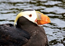 Tufted Puffin 8979