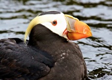 Tufted Puffin 8979S