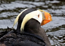Tufted Puffin 8982