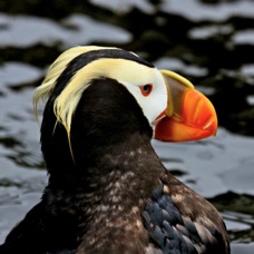Tufted Puffin 9015