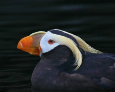 Tufted Puffin 9126
