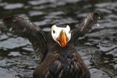 Tufted Puffin ready for takeoff 9008