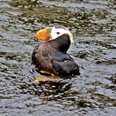 Tufted Puffin treading water 9000