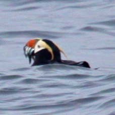 Tufted Puffin with fish 7958