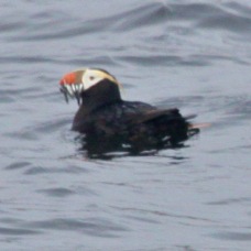 Tufted Puffin with fish 7962