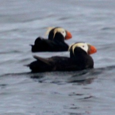 Tufted Puffin 7989