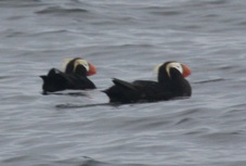 Tufted Puffin 7991