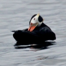 Tufted Puffin 8051