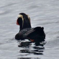 Tufted Puffin 8056