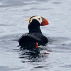 Tufted Puffin 8065