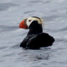Tufted Puffin 8068