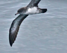 Pink-footed Shearwater 3771