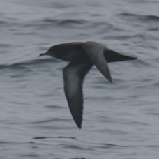 Pink-footed Shearwater 3518