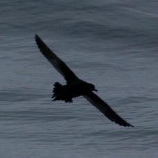 Pink-footed Shearwater 4102