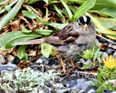 White-crowned Sparrow 7793