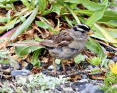 White-crowned Sparrow 7789