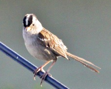 White-crowned Sparrow 9462