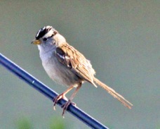 White-crowned Sparrow 9465
