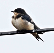 Cliff Swallow 7817