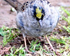 Golden-crowned Sparrow 5416.jpg