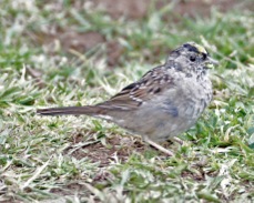Golden-crowned Sparrow 5428.jpg