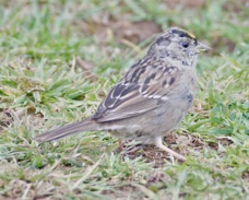Golden-crowned Sparrow 5422.jpg