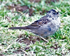 Golden-crowned Sparrow 5429.jpg