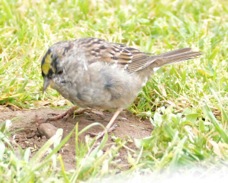 Golden-crowned Sparrow 5449.jpg