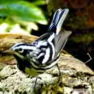 Black and White Warbler 0467 194