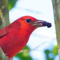 Summer Tanager 8568 194
