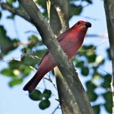 Summer Tanager 8558