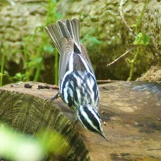 Black and White Warbler 0472
