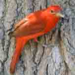 Summer Tanager male-152