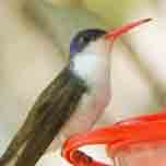 Violet-crowned Hummingbird-152